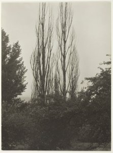 Poplar - Lake George av Alfred Stieglitz
