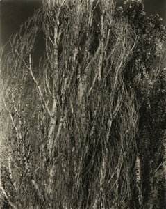 Poplar - Lake George av Alfred Stieglitz