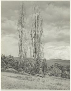 Poplars Lake George av Alfred Stieglitz
