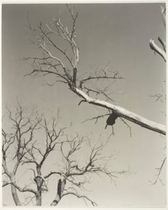 Det döende kastanjeträdet - min lärare av Alfred Stieglitz