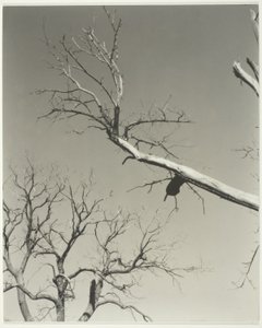 Det döende kastanjeträdet - min lärare av Alfred Stieglitz