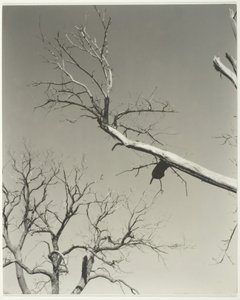 Det döende kastanjeträdet – min lärare, 1927. av Alfred Stieglitz
