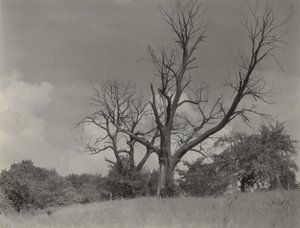 Det döende kastanjeträdet av Alfred Stieglitz
