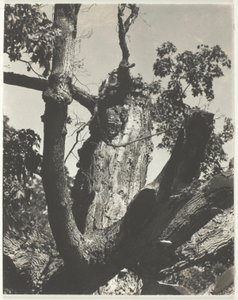 Den gamla lönnen—Lake George av Alfred Stieglitz