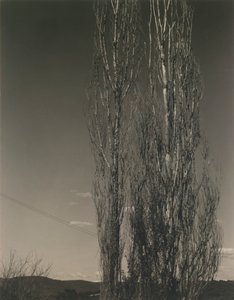 De två poplarna, Lake George av Alfred Stieglitz