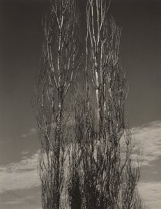 De två popplarna, Lake George av Alfred Stieglitz