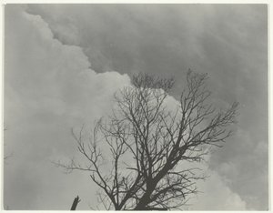 Trädset 3 av Alfred Stieglitz