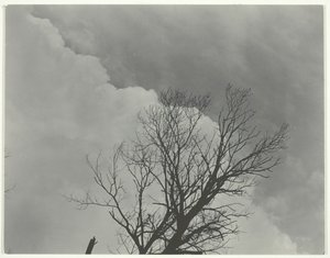 Trädset 3, c. 1924. av Alfred Stieglitz