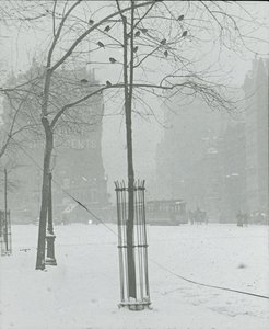 Träd i Snow, New York City, 190002. av Alfred Stieglitz