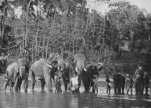 Heliga elefanter som badar i Mahaweli Ganga vid Katugastota, c1890, 1910