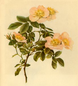 "Dog Rose", c1890-1908, 1944.