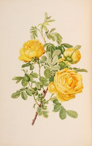 Illustration från släktet rosa av Ellen Willmott, 1914.