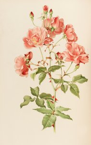 Illustration från släktet rosa av Ellen Willmott, 1914.