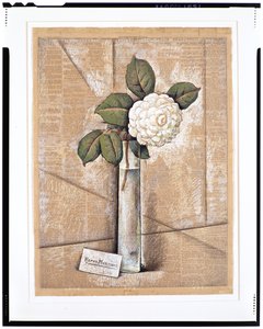 Gardenia i glas, ca 1936 (gouache, akvarell och krita på tidningspapper)