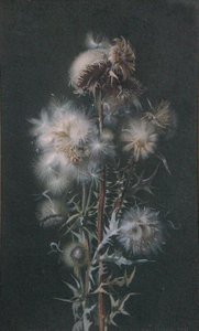 Thistledown (akvarell på papper) av Alice Gray