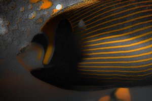Bubbles and Stripes, 2018 (handmålat fotografi)