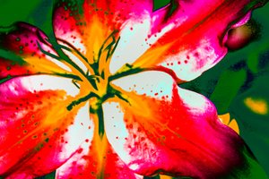 California Lily, 2016 (handmålat fotografi)