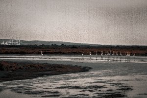 Congregation, från serien Camargue Flamingos, 2017 (handmålat fotografi)