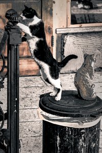 Curiosity, 2017 (fotografi)