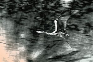Flight from the Holy Land, 2015 (handmålat fotografi)