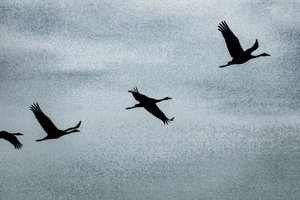 Flügel auf Flügel, aus der Serie Über Hula, 2016