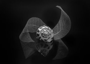  av Alice Sheng