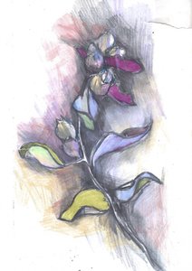 Färgglad botanisk skiss