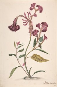 Studie av en Hanekam Celosia argentea, n.d.. av Alida Withoos