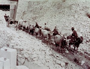 Scen som visar marmorblock som transporteras från ett stenbrott i Carrara. Vagnen dras av tio oxar (s/v foto)