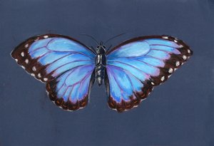 Blue Morpho Butterfly, 2019 (pastell)