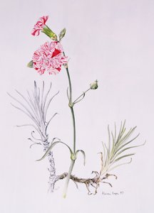 Old Variety of Dianthus, 1997 (wc på papper) av Alison Cooper
