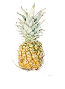 Mogen ananas, akvarell, 2016