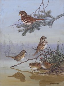 Sparrow av Allan Brooks