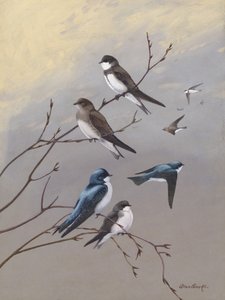 Swallow av Allan Brooks