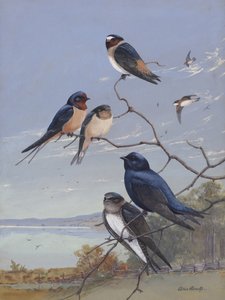 Swallows 002 Av Allan Brooks