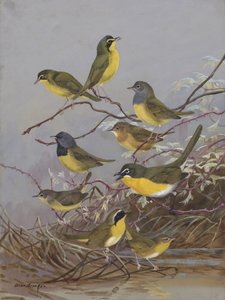 Warblers 003 av Allan Brooks