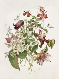 Clematis av Alois Lunzer