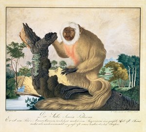 Saki-apan, 1835