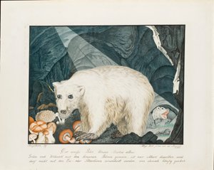 Den vita björnen, 1844