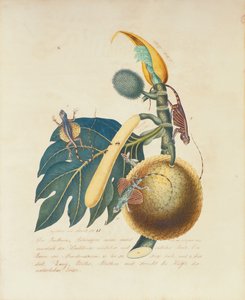 Der Broadbaum..., 1847 (wc på papper)