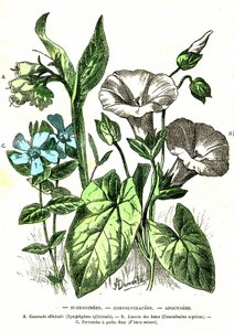 Borraginéer, Convolvulacees, Apocynees: Naturlig skapelse och levande varelser. Teckning av A. Demarle. 1885 av Alphonse Demarle