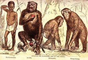 Evolution av däggdjur till den mänskliga typen: Naturlig skapelse och levande varelser (De Jules Rengade). Teckning av A. Demarle. 1885