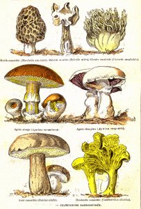 Svamp Basidiosporer: Naturlig skapelse och levande varelser (De Jules Rengade). Teckning av A. Demarle. 1885