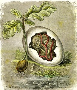 Natur. Ägg och frö: Första tillståndet hos organiserade varelser. Naturligt skapande och levande varelser. (J. Rengade) teckning av A. Demarle. 1885 av Alphonse Demarle