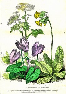 Ombelliferes, Primulacees: Naturlig skapelse och levande varelser. Teckning av A. Demarle. 1885 av Alphonse Demarle