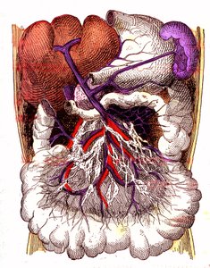Organ för intestinal absorption - J. Rengades normala liv och hälsa. Teckning av A. Demarle 1881