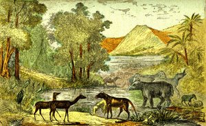 Förhistoria- Eocen period: Från höger till vänster: Paloeotherium, Anoplotherium, Xiphodonts och fåglarna Tantalus. Naturligt skapande och levande varelser. Ritning A. Demarle. 1885