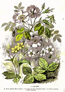Rosacees - Naturlig skapelse och levande varelser: Teckning av A. Demarle. 1885 av Alphonse Demarle