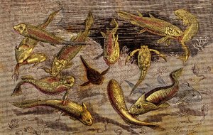 The Devonian Times (Prehistory) Levande varelser: Kampen för existensen av levande varelser. Naturligt skapande. Ritning A. Demarle. 1885