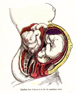 Barnet i livmodern (sen 9:e månaden) - J. Rengades normala liv och hälsa - Ritning A.Demarle 1881 av Alphonse Demarle